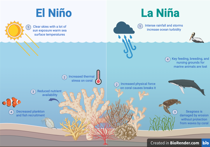 Effects of El Niño and La Niña on coral reefs