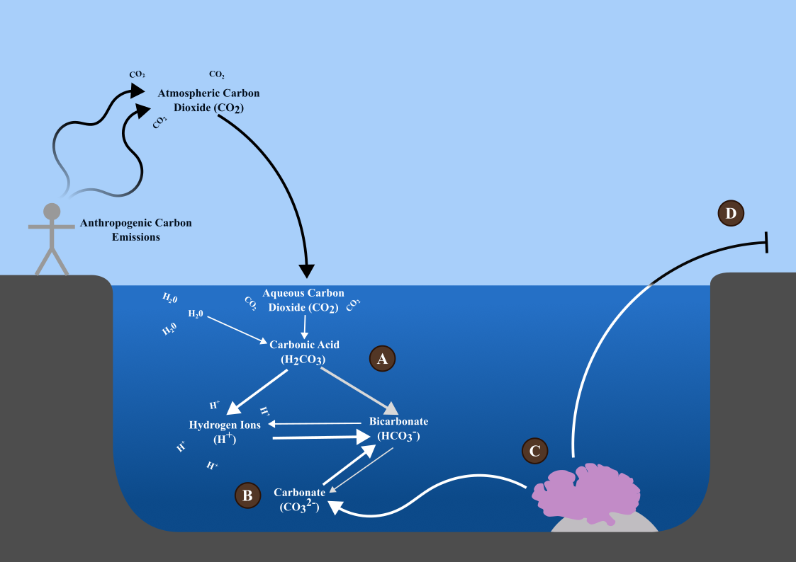 Ocean Acidification.png